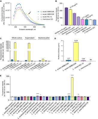 Spontaneous Riboflavin-Overproducing Limosilactobacillus reuteri for Biofortification of Fermented Foods